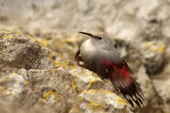 Tichodrome echelette - Village de Puycelsi (Tarn)