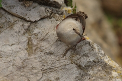Tichodrome echelette - Village de Puycelsi (Tarn)