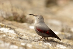 Tichodrome echelette - Village de Puycelsi (Tarn)