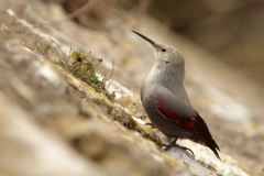 Tichodrome echelette - Village de Puycelsi (Tarn)