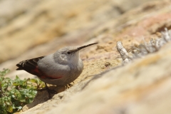 Tichodrome echelette - Village de Puycelsi (Tarn)