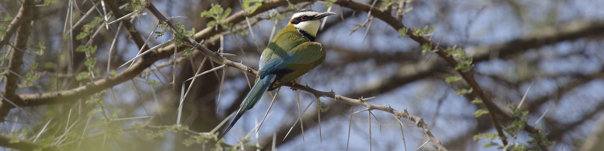 Catégorie : <span>CARNETS NATURE</span>