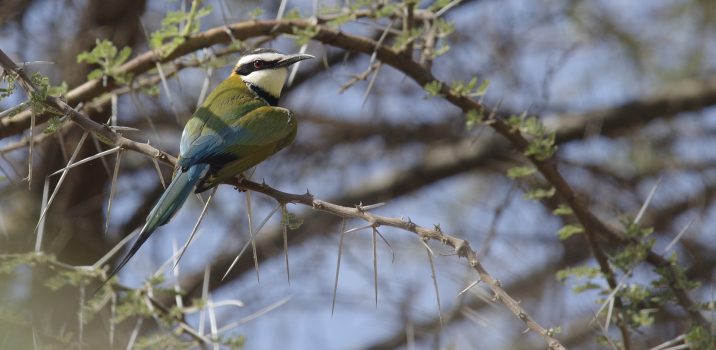 Carnets Nature – Oiseaux OISEAUX DU PARC NATIONAL D&rsquo;AWASH