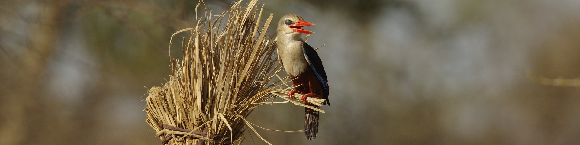 LES CARNETS DE TONTON
