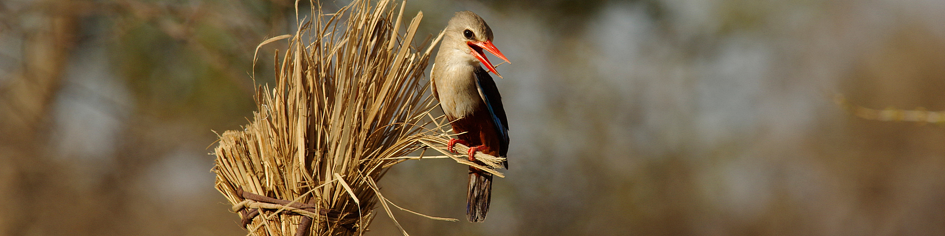 LES CARNETS DE TONTON