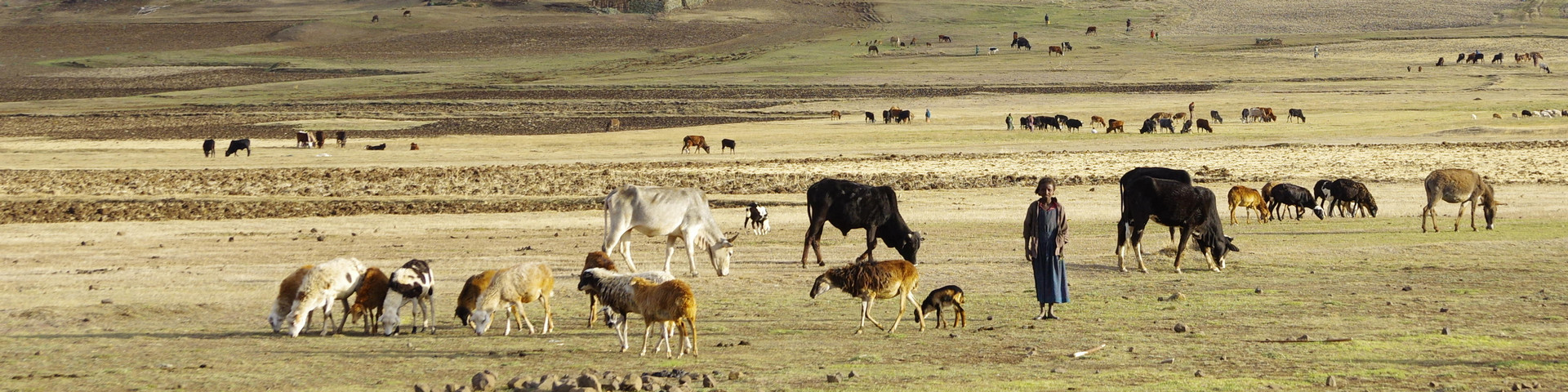 LES CARNETS DE TONTON