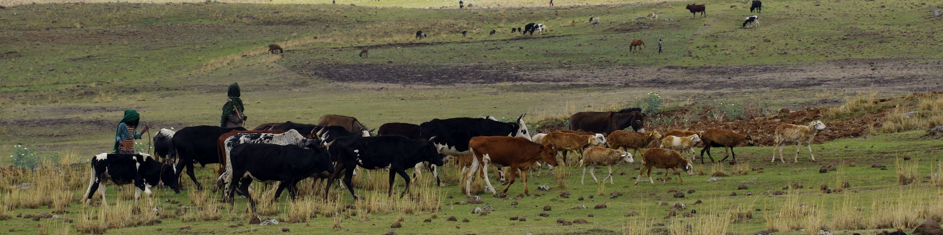 LES CARNETS DE TONTON