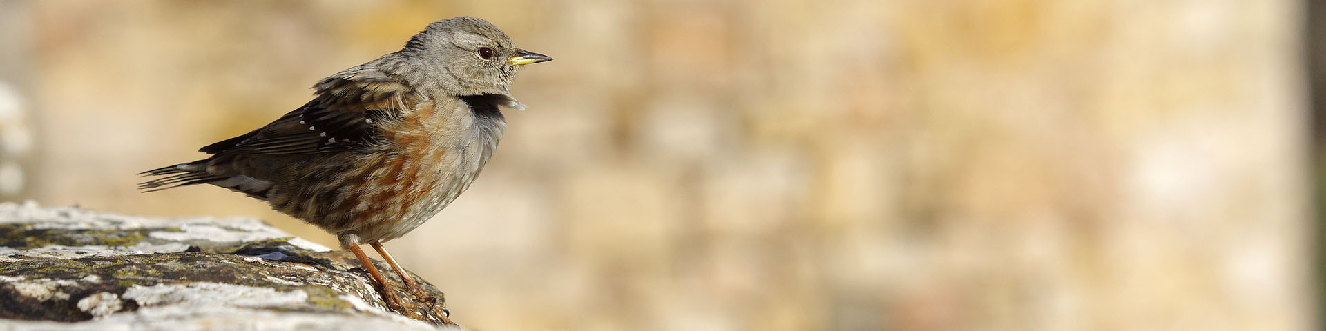 LES CARNETS DE TONTON