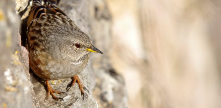 Carnets Nature – Oiseaux L&rsquo;ACCENTEUR ALPIN