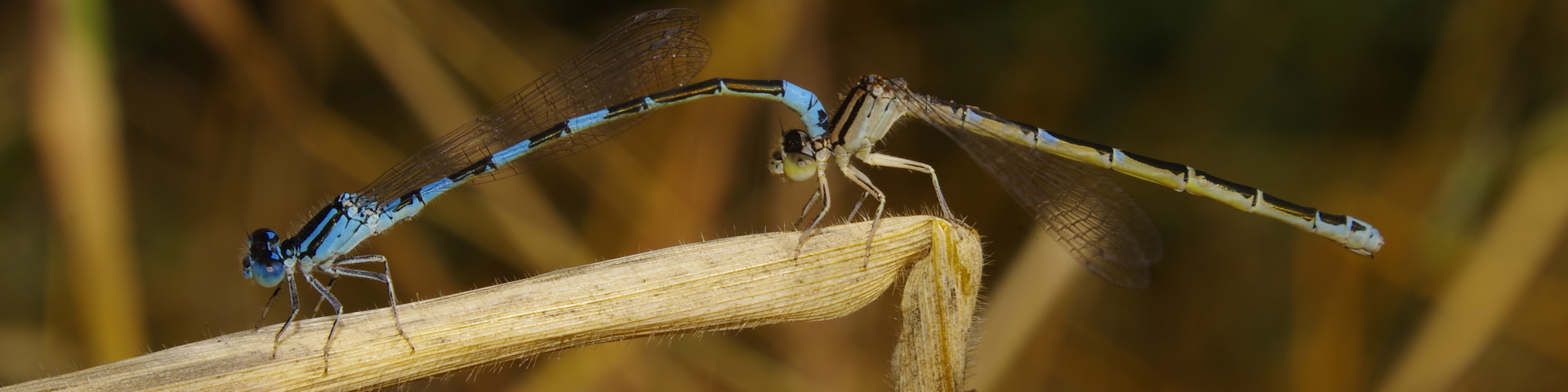 Catégorie : <span>Insectes</span>