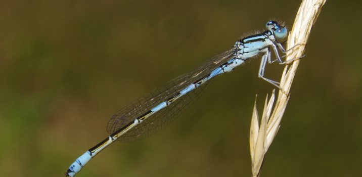Carnets Nature – Libellules L&rsquo;AGRION BLEUISSANT