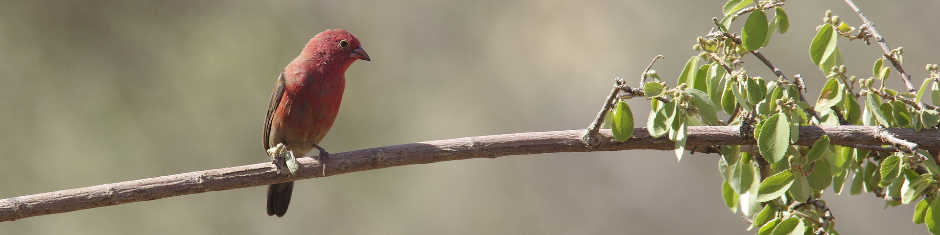 LES CARNETS DE TONTON