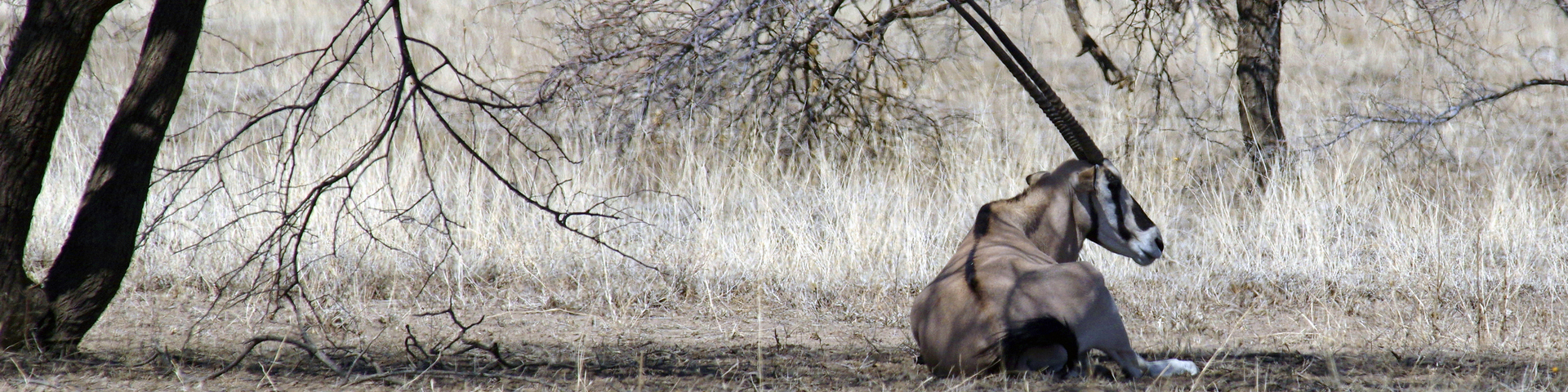 Étiquette : <span>Faune</span>