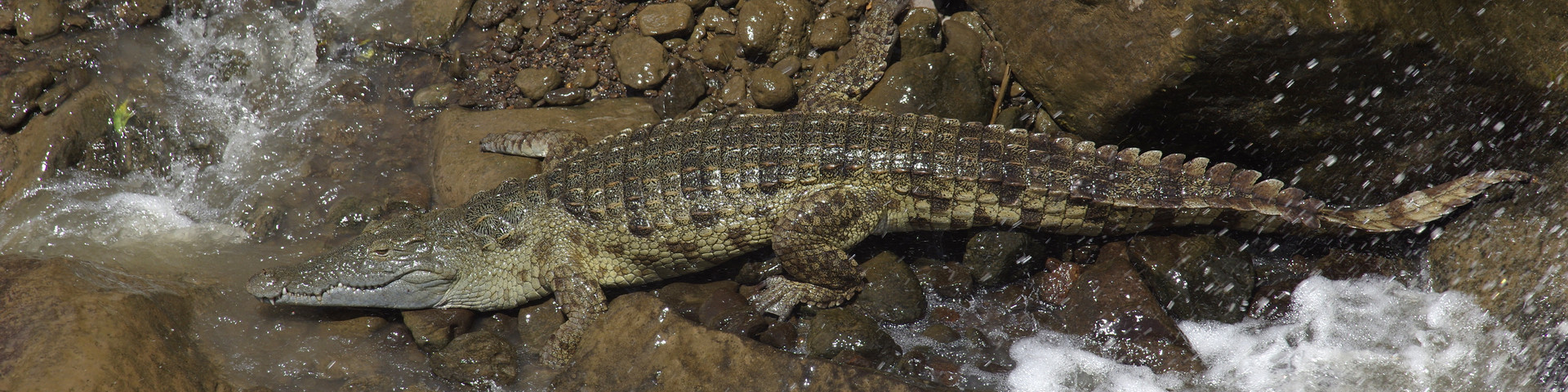 LES CARNETS DE TONTON