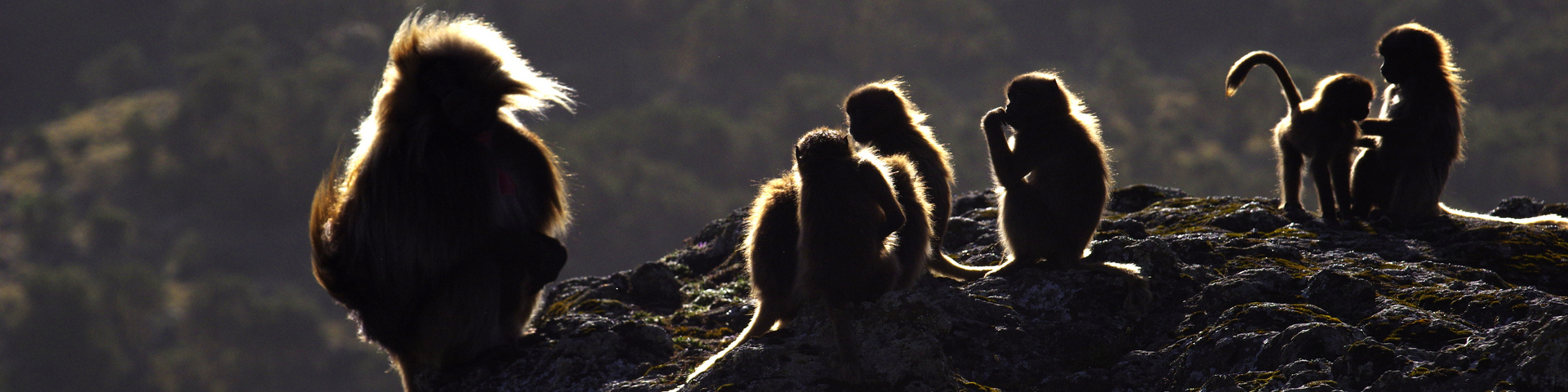 Carnets Nature – Mammifères LE GELADA OU SINGE LION