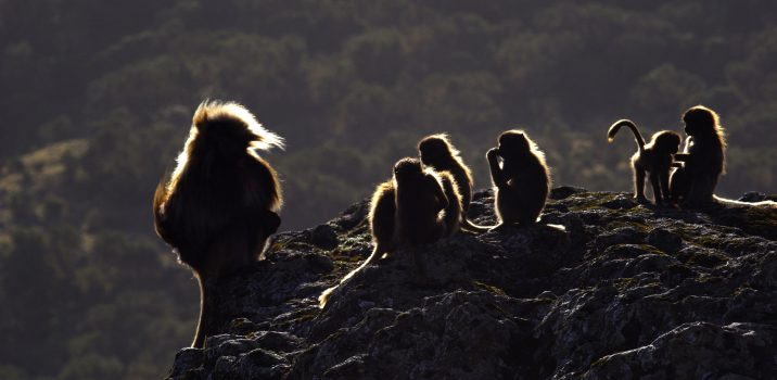 Carnets Nature – Mammifères LE GELADA OU SINGE LION