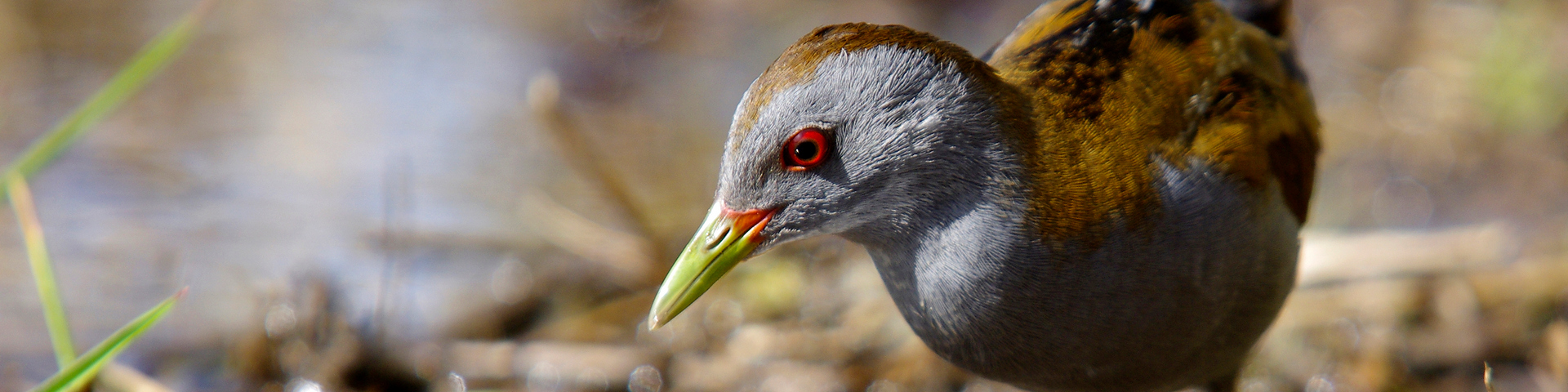 LES CARNETS DE TONTON