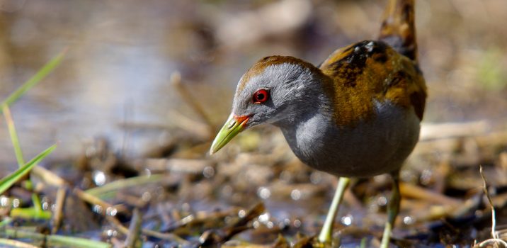 Carnets Nature – Oiseaux LA MAROUETTE POUSSIN