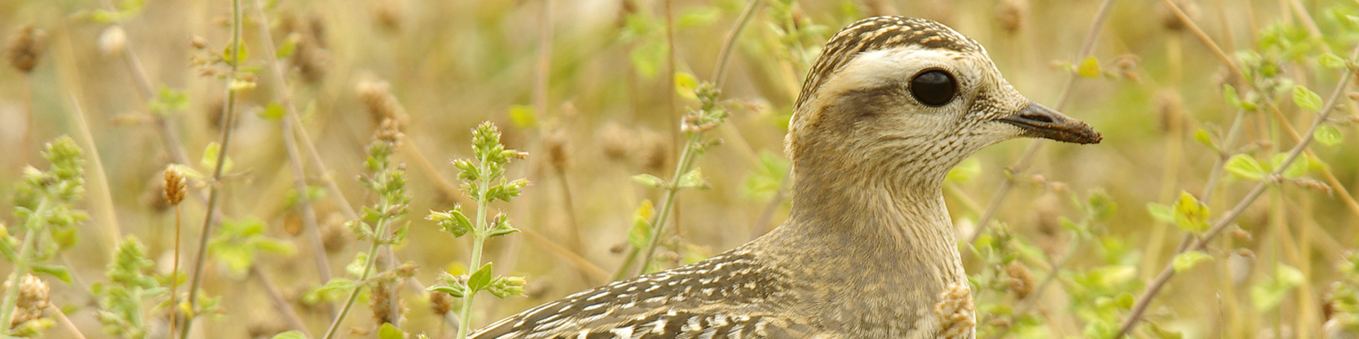 Carnets Nature – Oiseaux LE PLUVIER GUIGNARD