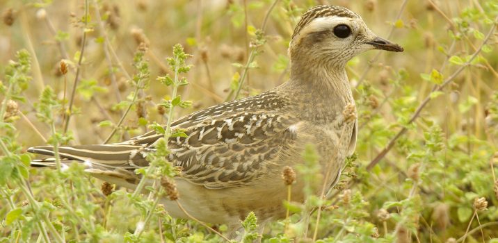 Carnets Nature – Oiseaux LE PLUVIER GUIGNARD