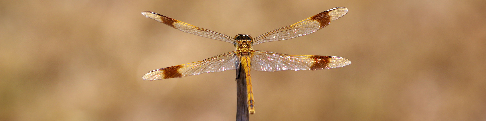 Carnets Nature – Libellules LE SYMPÉTRUM DU PIEMONT