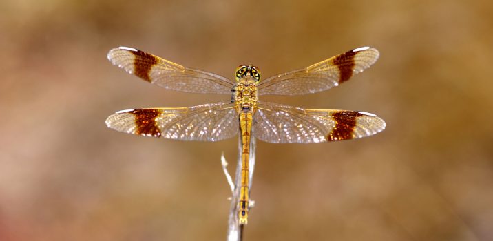 Carnets Nature – Libellules LE SYMPÉTRUM DU PIEMONT