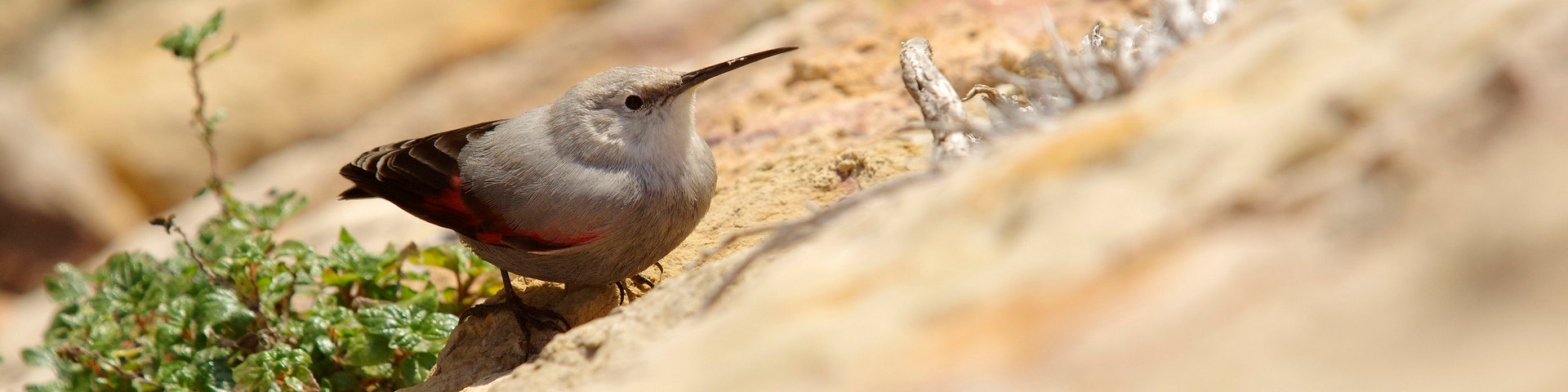 Catégorie : <span>Oiseaux</span>