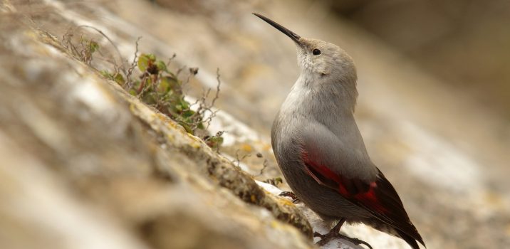 Carnets Nature – Oiseaux LE TICHODROME ÉCHELETTE