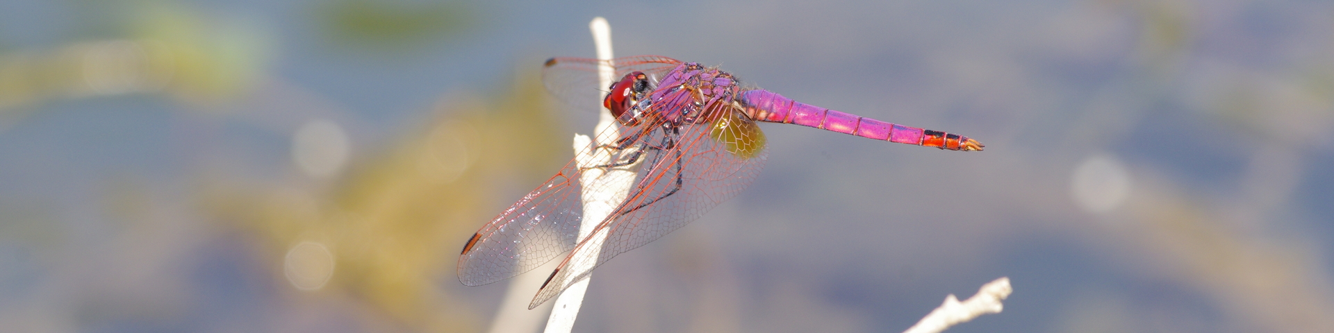 LES CARNETS DE TONTON