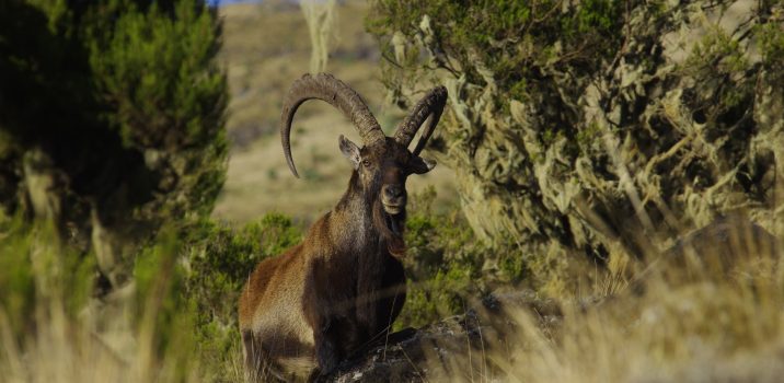 Carnets Nature – Mammifères LE BOUQUETIN D&rsquo;ABYSSINIE