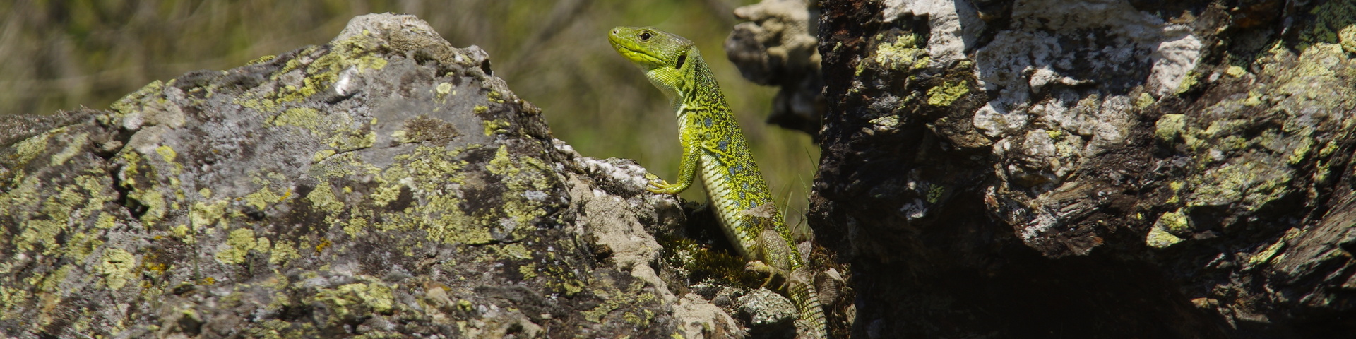 LES CARNETS DE TONTON