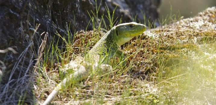Carnets Nature – Reptiles LE LÉZARD OCELLÉ