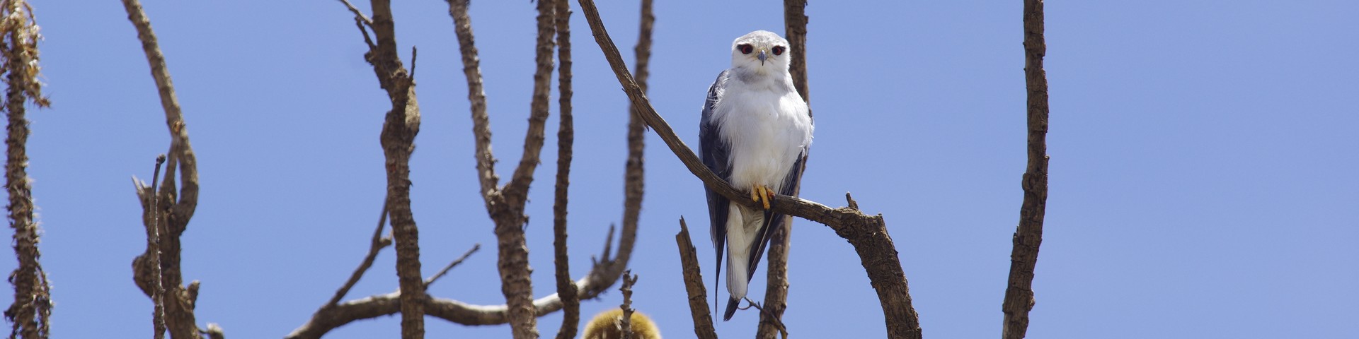 Carnets Nature – OiseauxOISEAUX DU PARC DU SIMIEN