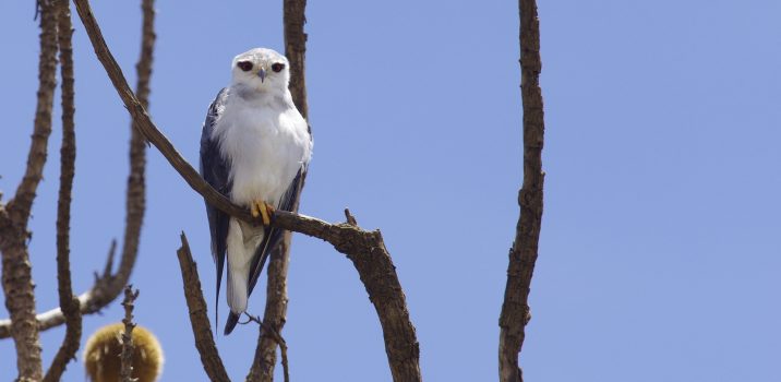 Carnets Nature – OiseauxOISEAUX DU PARC DU SIMIEN
