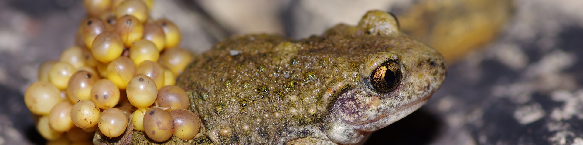 Carnets Nature – AmphibiensL&rsquo;ALYTE ACCOUCHEUR