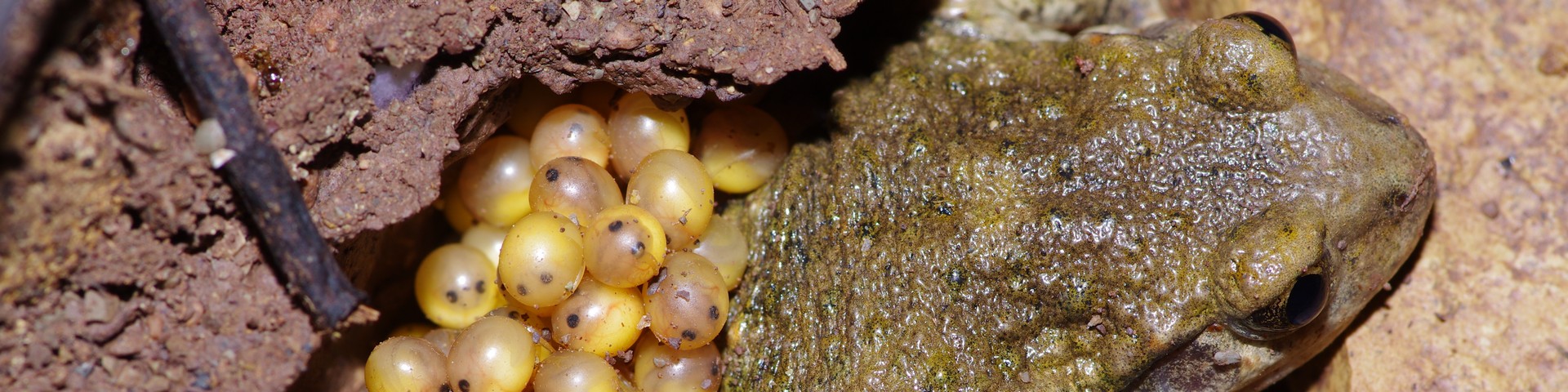 LES CARNETS DE TONTON