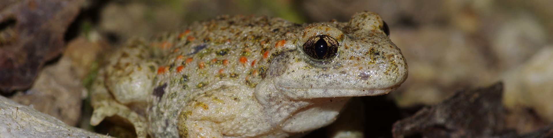 LES CARNETS DE TONTON