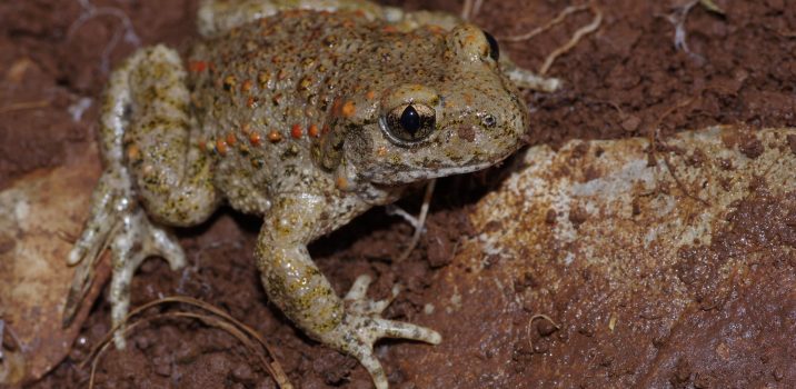 Carnets Nature – AmphibiensL&rsquo;ALYTE ACCOUCHEUR