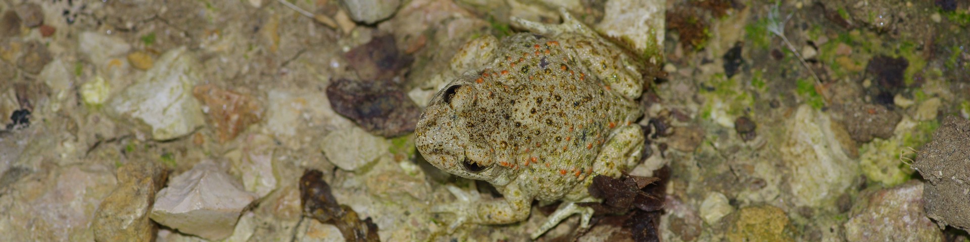 LES CARNETS DE TONTON