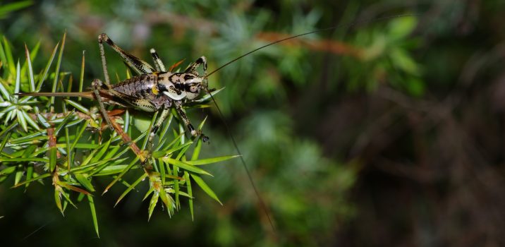 Carnets Nature – Insectes L&rsquo;ANTAXIE CÉVENOLE