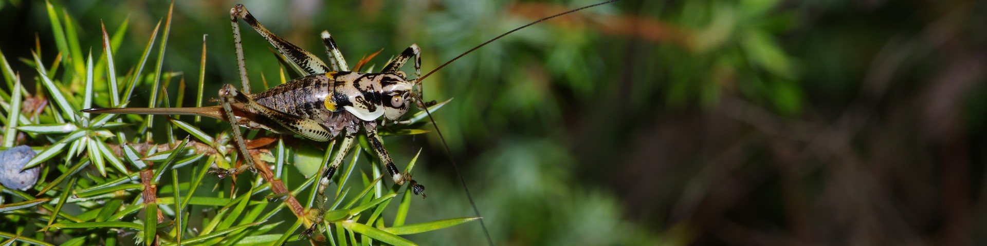 Catégorie : <span>Orthoptères</span>