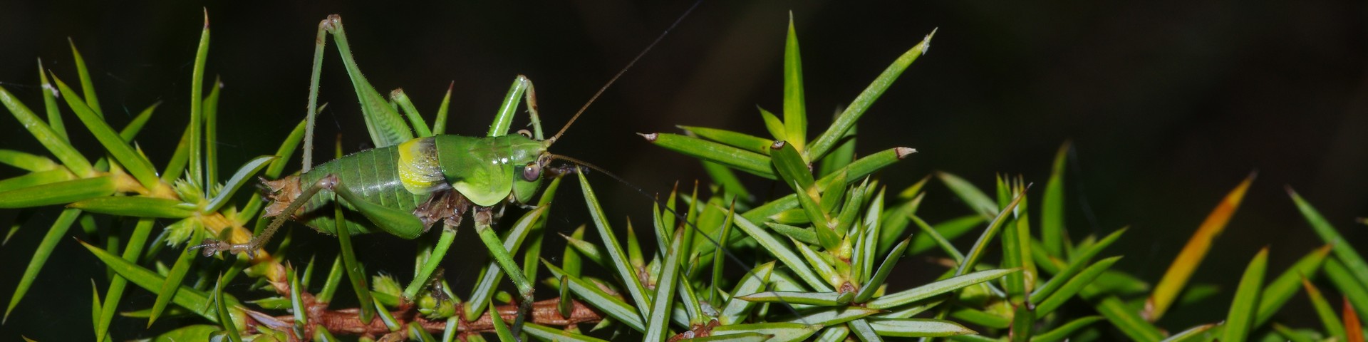 Étiquette : <span>Iles canaries</span>