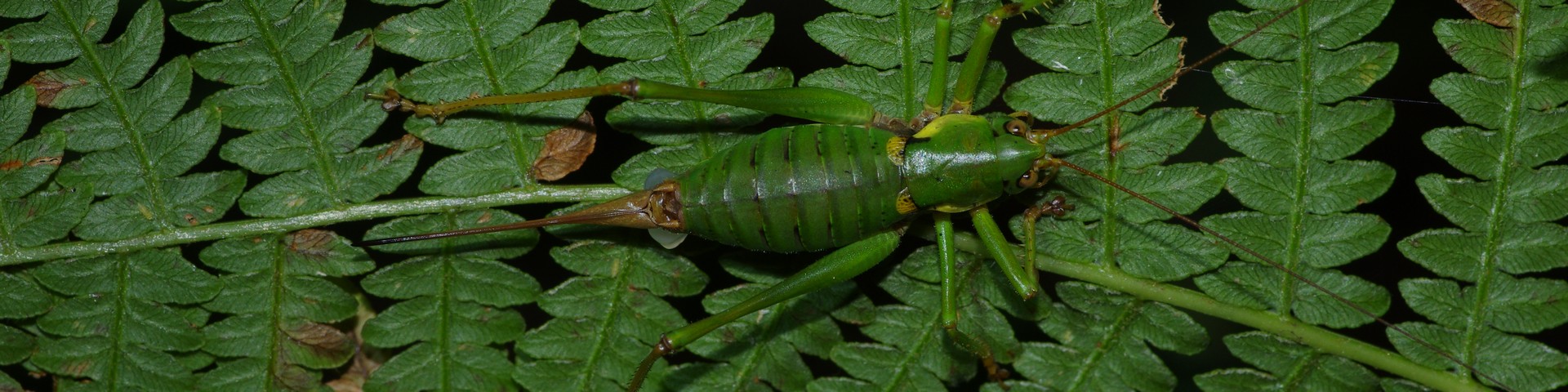 LES CARNETS DE TONTON