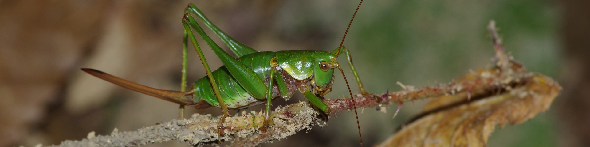 LES CARNETS DE TONTON