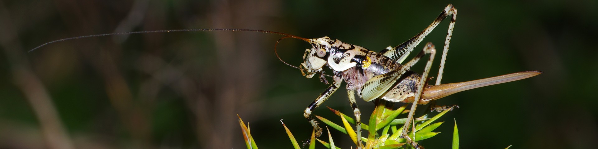 LES CARNETS DE TONTON