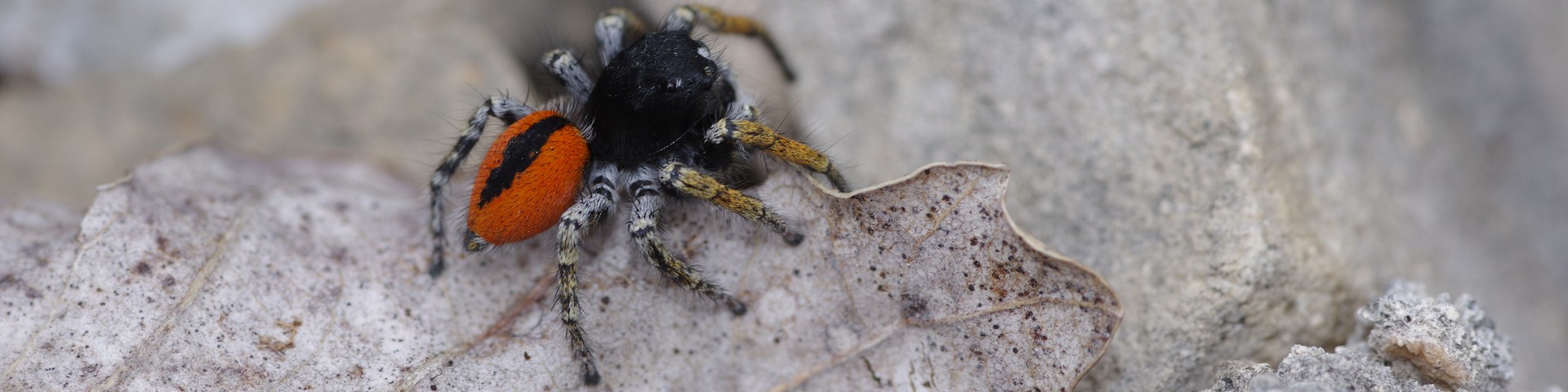 Étiquette : <span>Ethiopie</span>