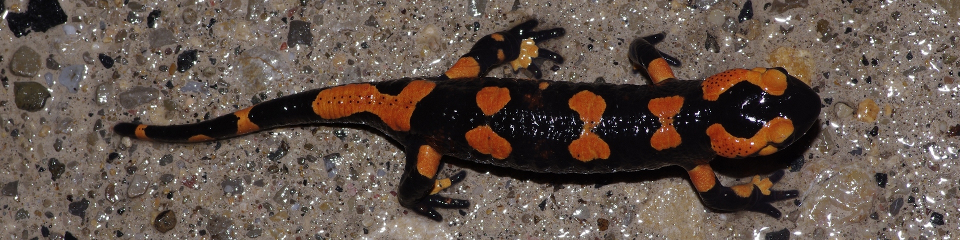 Catégorie : <span>Amphibiens</span>