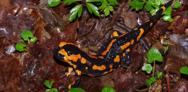 Carnets Nature – Amphibiens LA SALAMANDRE TACHETÉE