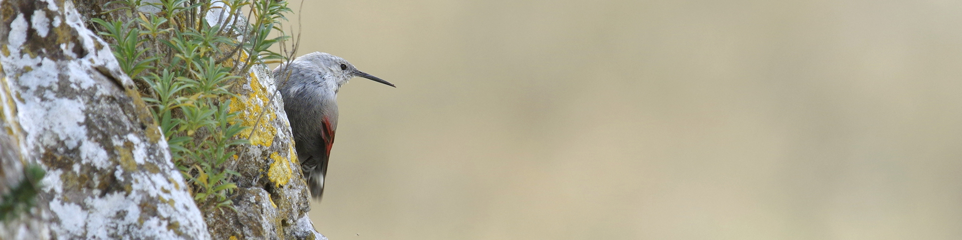 LES CARNETS DE TONTON