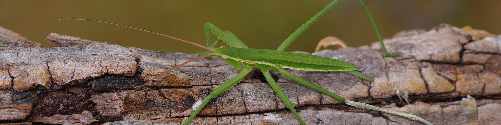 Carnets Nature – Insectes SAGA PEDO, REINE DE LA NUIT